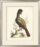 Regal Pheasants IV Posters by George Edwards