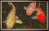 Green Rock Japanese Koi I Framed Giclee Print by erichan 