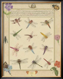 Dragonfly Manuscript II Posters by Jaggu Prasad