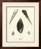 Knorr Shells VI Poster by George Wolfgang Knorr