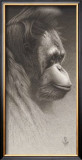 Jojo, the Orangutan Prints by Caldwell 