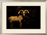 Western Ram Framed Giclee Print by Jim Tunell
