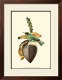 Exotic Birds VIII Prints by Georges Cuvier