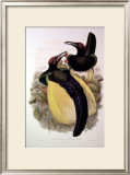 Gould Bird of Paradise IV Poster by John Gould