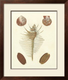 Knorr Shells I Posters by George Wolfgang Knorr