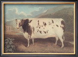 Craven Heifer Prints by J. Whessell