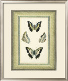 Papilio Collection II Prints by Lebrun 