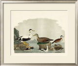 Duck Family I Posters by A. Wilson
