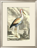 Antique Heron Prints by J.E. Deseve