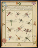 Dragonfly Manuscript I Prints by Jaggu Prasad