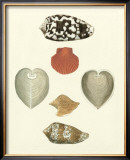 Knorr Shells III Posters by George Wolfgang Knorr