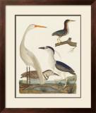 Heron Family II Print by A. Wilson