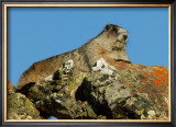 Marmot in Alaska Framed Giclee Print by Charles Glover