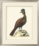 Regal Pheasants V Prints by George Edwards