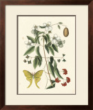 Butterfly and Botanical III Posters by Mark Catesby