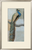 Resting Peacock I Prints by Norman Wyatt Jr.