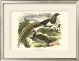 Amherst Pheasant Art