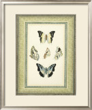 Papilio Collection I Posters by Lebrun 
