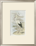 White Stork Prints