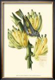 Exotic Birds VII Poster by Georges Cuvier