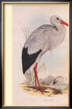 White Stork Posters by John Gould