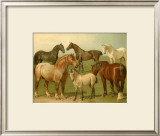 Horse Breeds II Posters by Emil Volkers