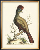 Regal Pheasants IV Print by George Edwards