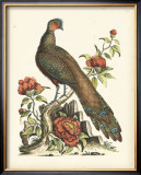 Regal Pheasants III Prints by George Edwards