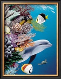 Dolphin's Reef Framed Giclee Print by Mark Mackay