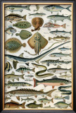 Poissons Posters