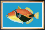 Humuhumu Engraving Posters by Steve Strickland