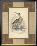 Marshland Bittern Art by Alastair Reynolds