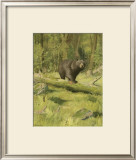 Black Bear Print by Oliver Kemp