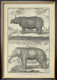 Elephant and Rhino Prints by Denis Diderot