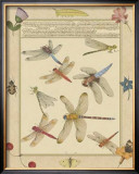 Dragonfly Manuscript IV Posters by Jaggu Prasad