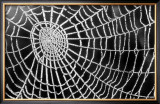 Spider Web Sparkle Art by erichan 