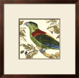 Tropical Parrot IV Prints by Martinet 