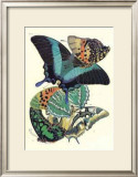 Butterflies III Poster by E. A. Seguy