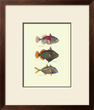 Tropical Fish Art by J. W. Bennet & Couvier