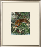 Jaguar Posters by Friedrich Specht
