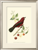 Exotic Birds V Posters by Georges Cuvier