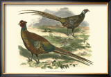 Bohemian Pheasant Posters