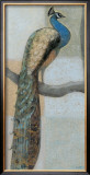 Resting Peacock I Prints by Norman Wyatt Jr.