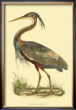 Purple Heron Prints by Prideaux John Selby