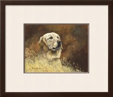 Golden Labrador Limited Edition Framed Print by Richard Britton
