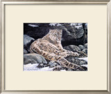 Awake Snow Leopard Poster by Alan Sakhavarz