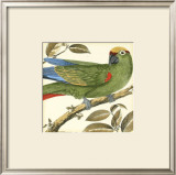 Tropical Parrot I Posters by Martinet 