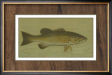 Small-Mouthed Black Bass Art by Harris 