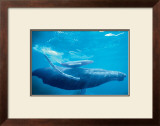 Humpback Mother and Calf Prints by Michael S. Nolan