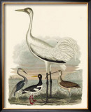 Heron Family III Art by A. Wilson